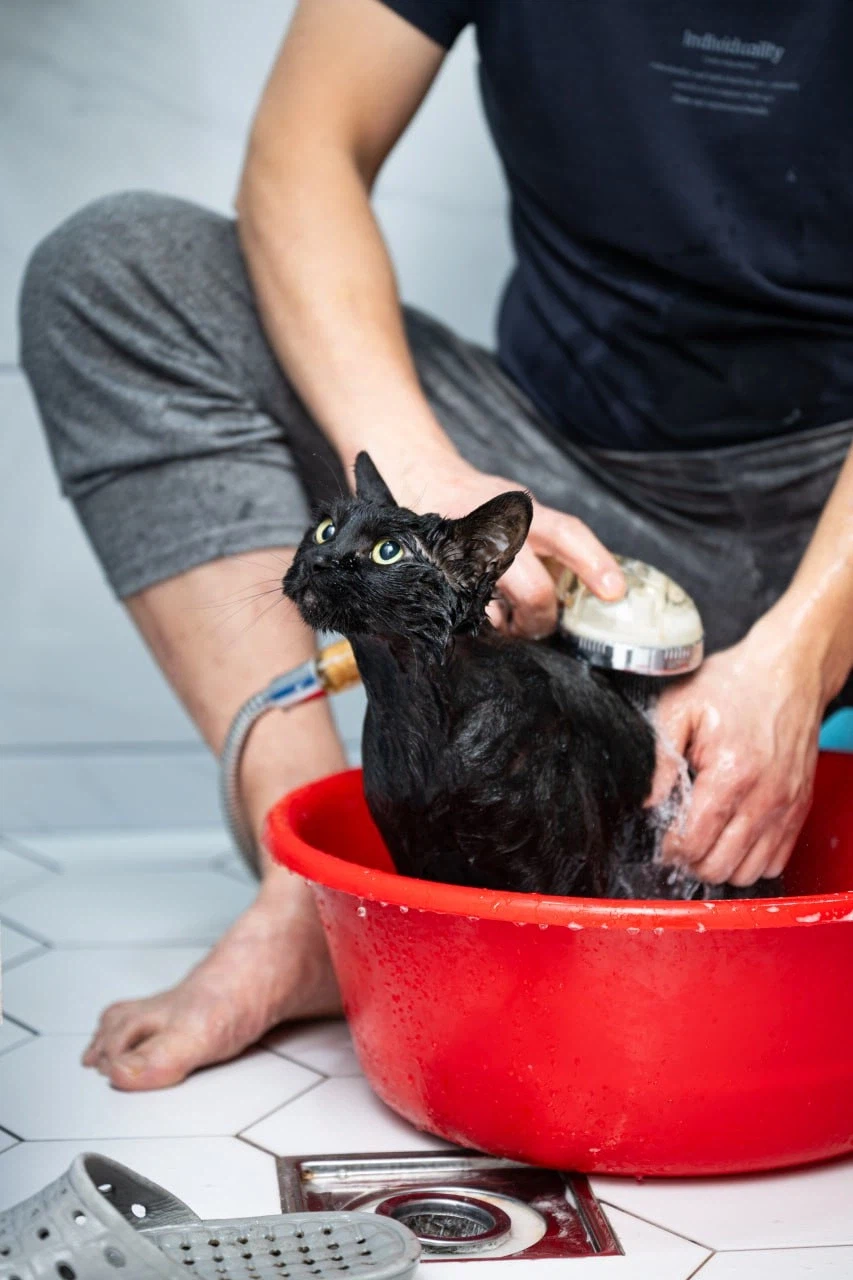 똥괭아 너 인물났다 어디 가지마라!_11.webp