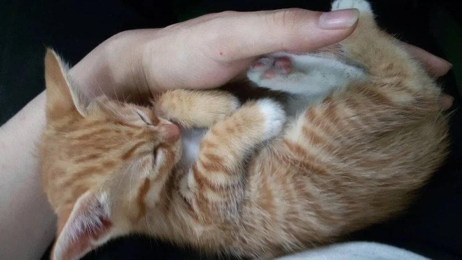 가족 허락받고 고양이/강아지 데려오라는 얘기를 많이 들어봤을텐데_3.webp