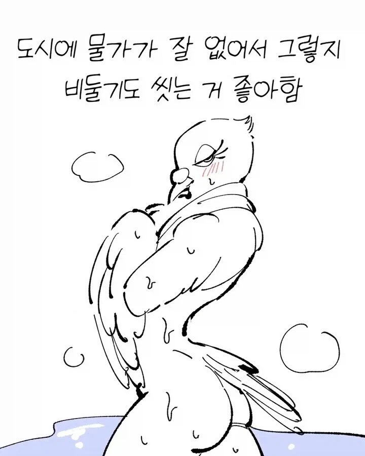 비둘기가 귀여운 만화_10.webp