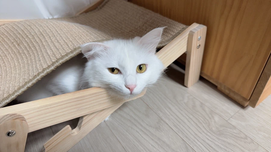 현시각 우리집 고양이 근황_10.webp