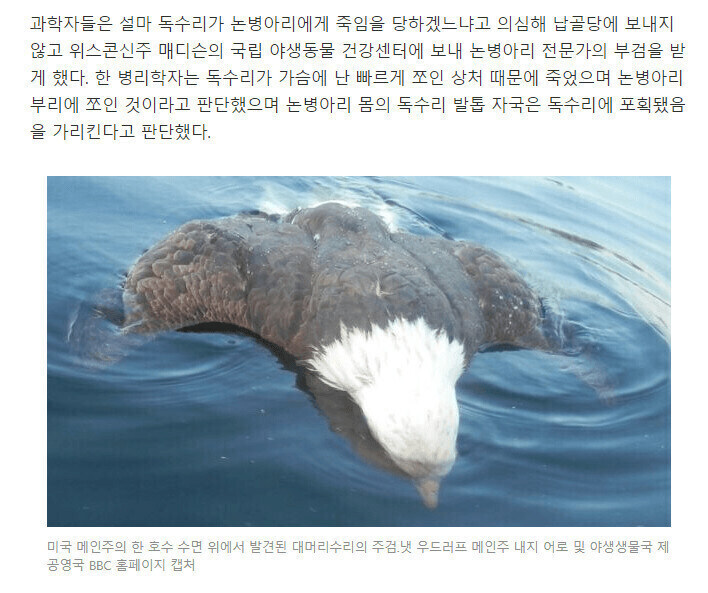 논병아리의 강함.jpg_1.jpg