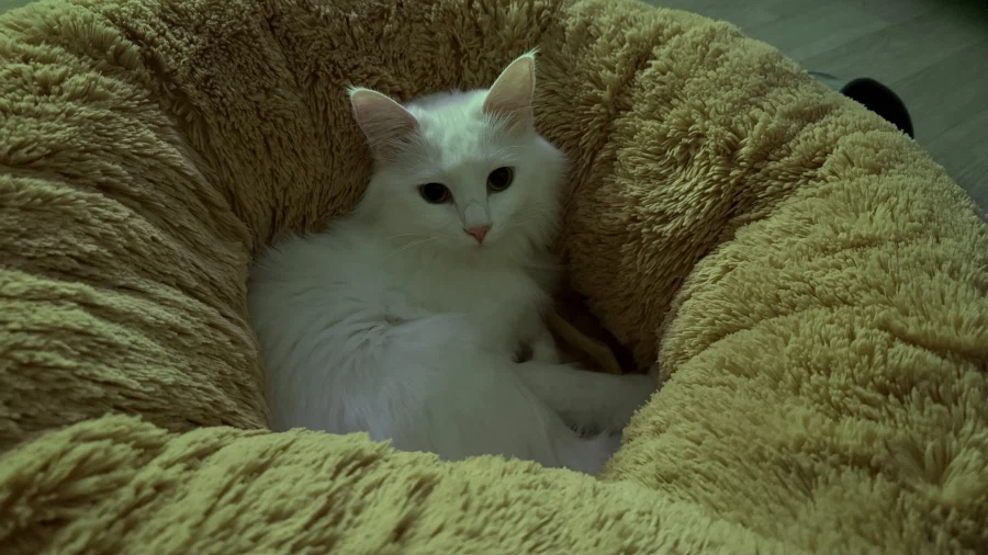 현시각 우리집 고양이 근황_5.webp