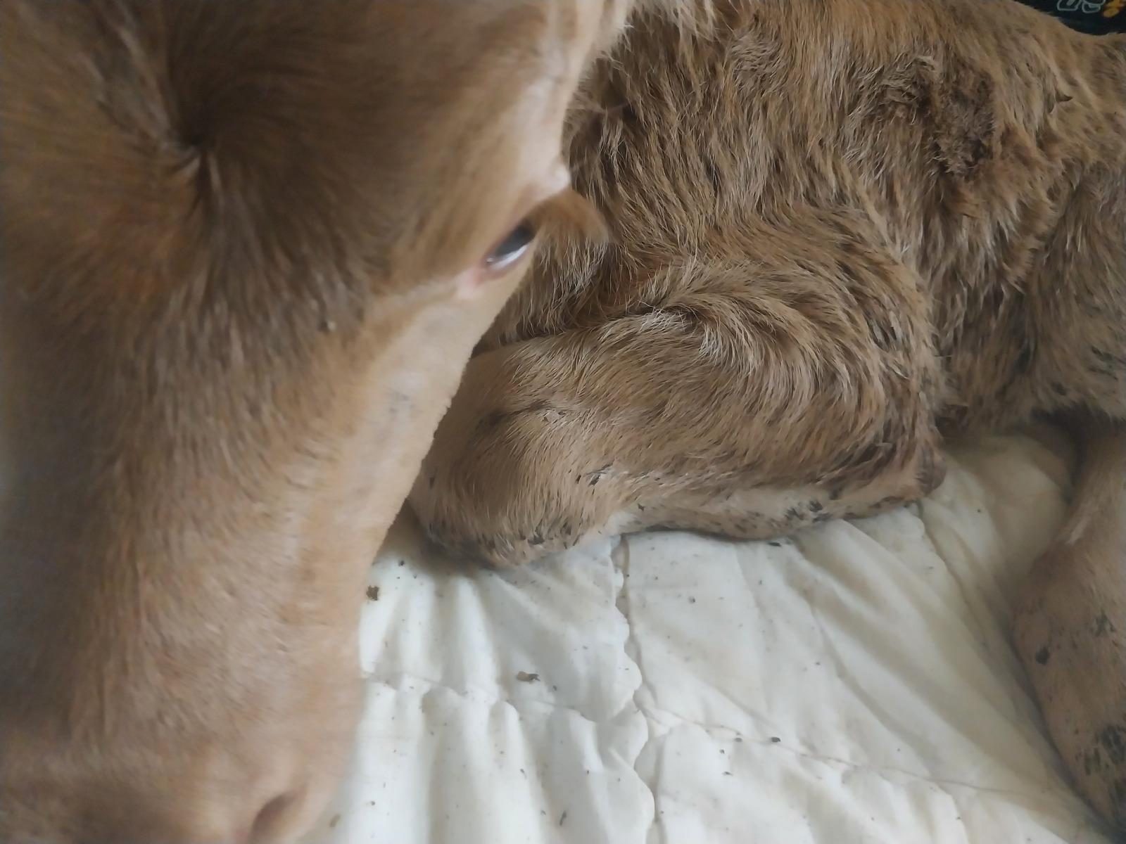 어제 태어난 깐돌이