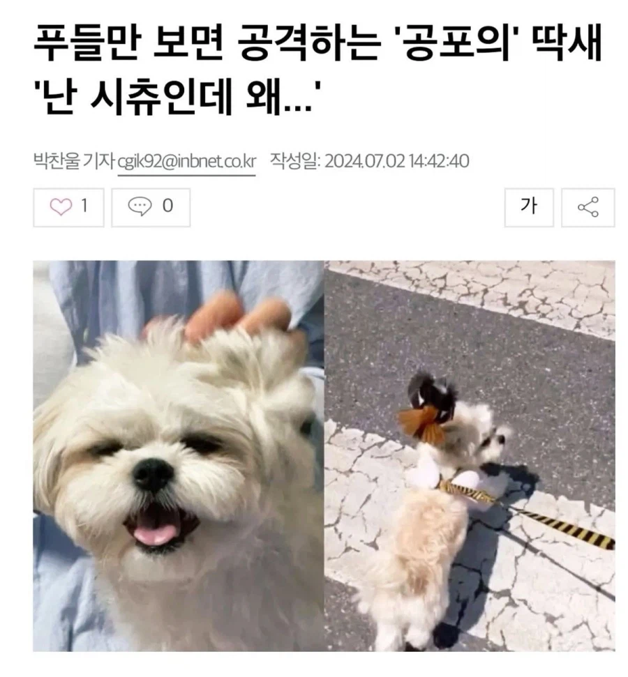 나 시츄인데 왜