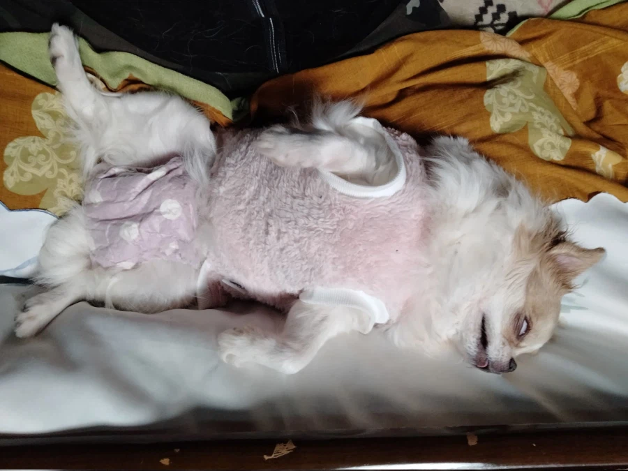 잠든 치와와의 특징