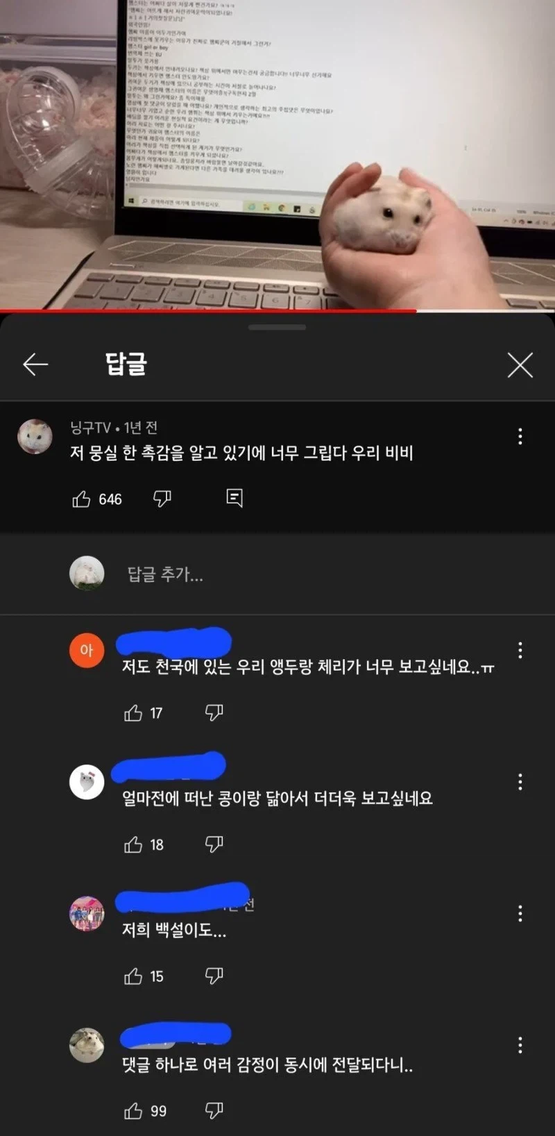 햄스터를 그리워하는 집사들_1.webp