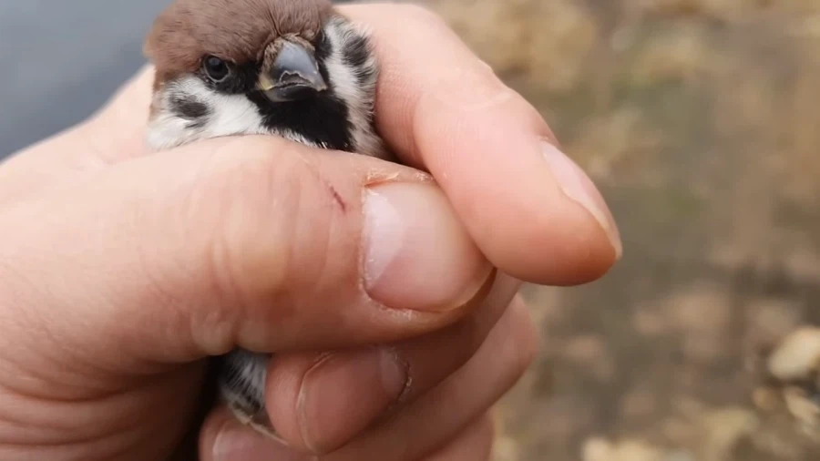 인간한테 잡혔다고 표정으로 욕하는 참새_1.webp