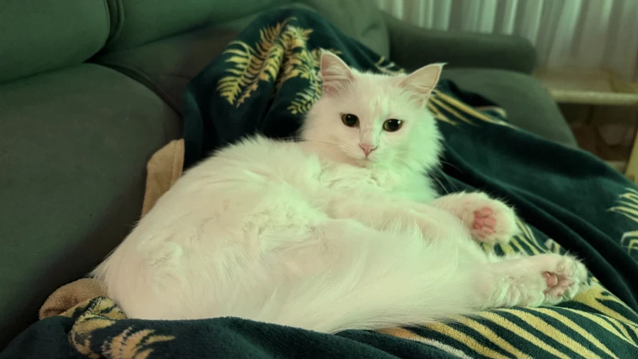 솔직히 출석일은 한 1000일 넘어가면 비공개되어야한다고 생각함