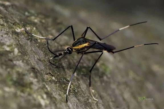 대 흡혈 모기용 바이오 웨폰