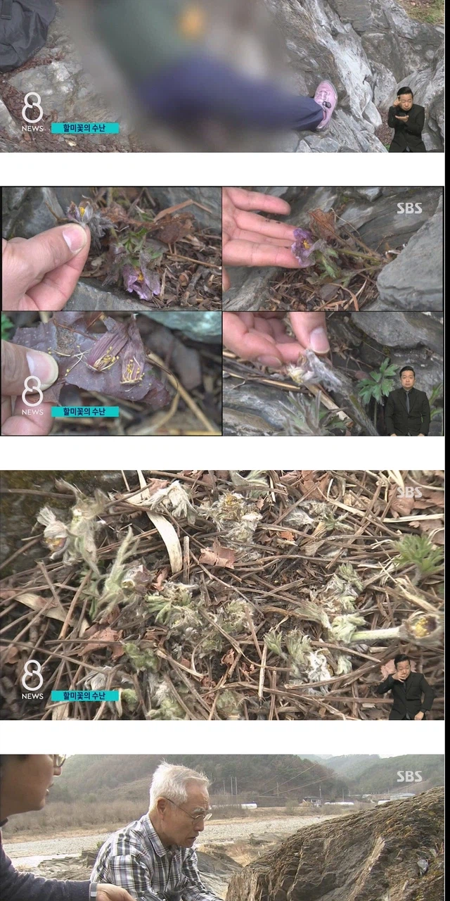 사진 작가들이 사진 찍고 훼손하는 이유.jpg_3.webp