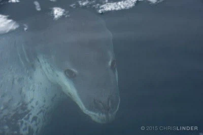 ㅈㄴ 섬뜩한 해양 포유류_4.webp