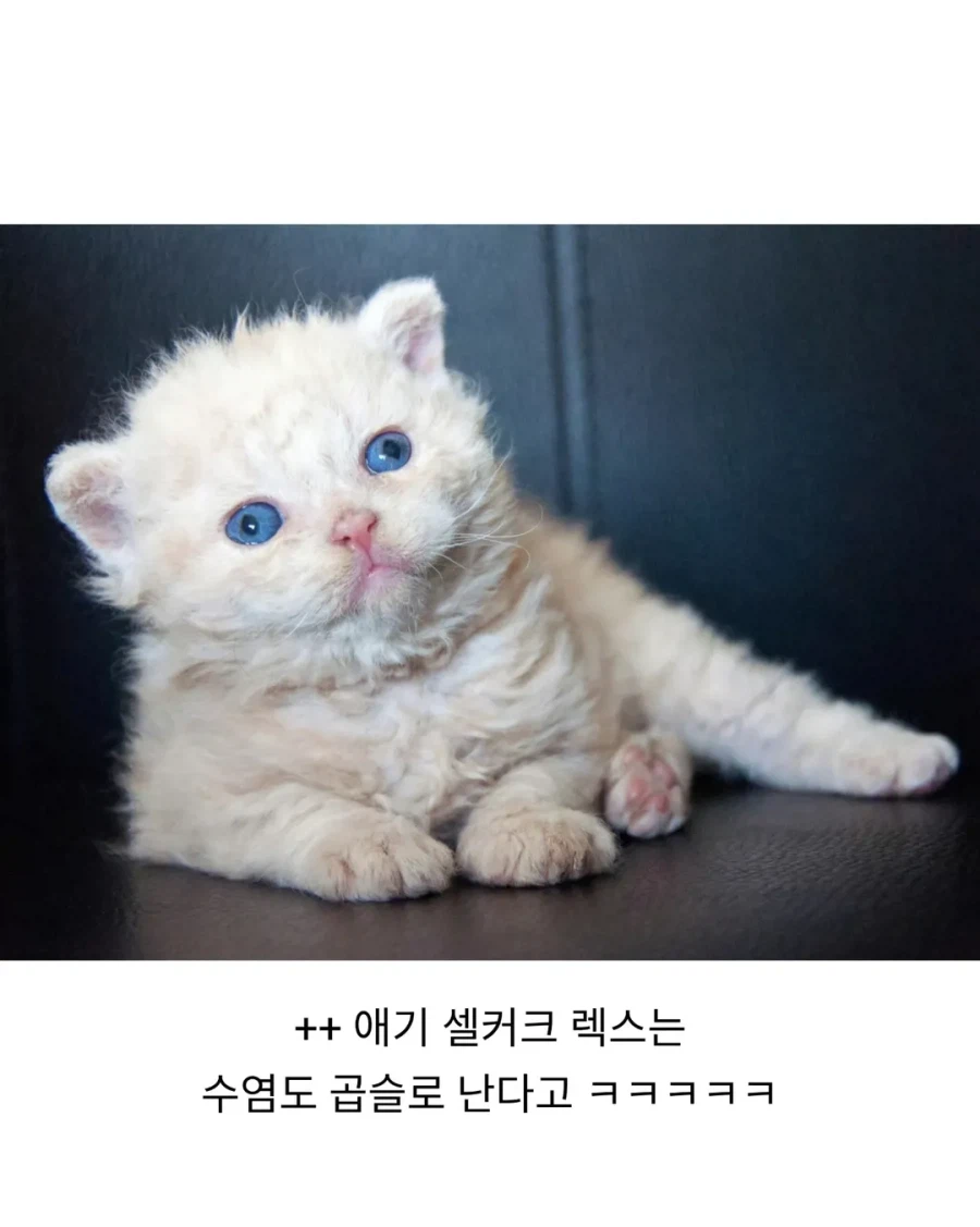 태어날 때부터 곱슬인 고양이..._7.webp