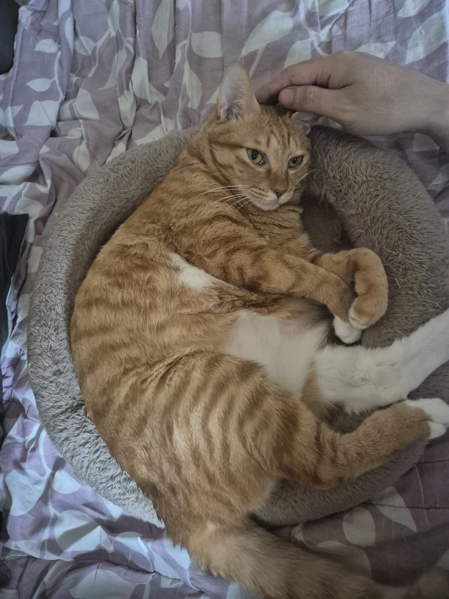 가족 허락받고 고양이/강아지 데려오라는 얘기를 많이 들어봤을텐데_5.webp