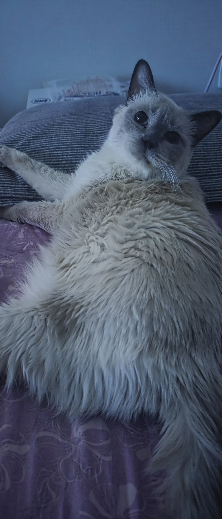 고양이가 집사를 