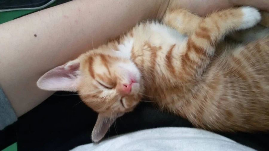 가족 허락받고 고양이/강아지 데려오라는 얘기를 많이 들어봤을텐데