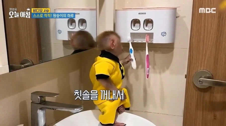 상위 1% 원숭이_6.webp