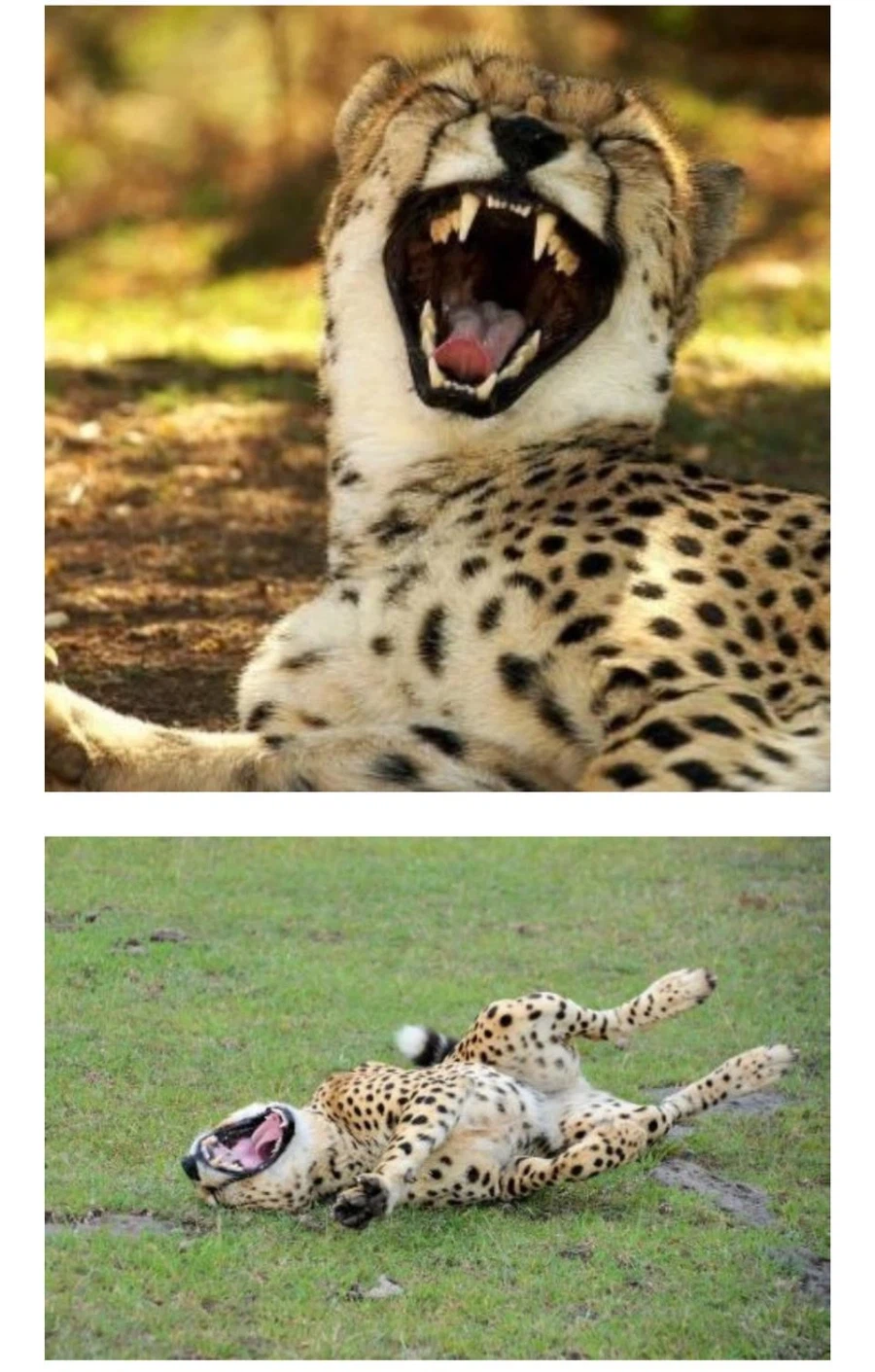 “벌거벗은 남자도 나를 쳐다본다”를 7자로 하면?.jpg_2.webp