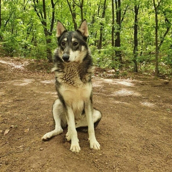 산에서 길 잃은 사람을 도와준 유기견.jpg_12.webp