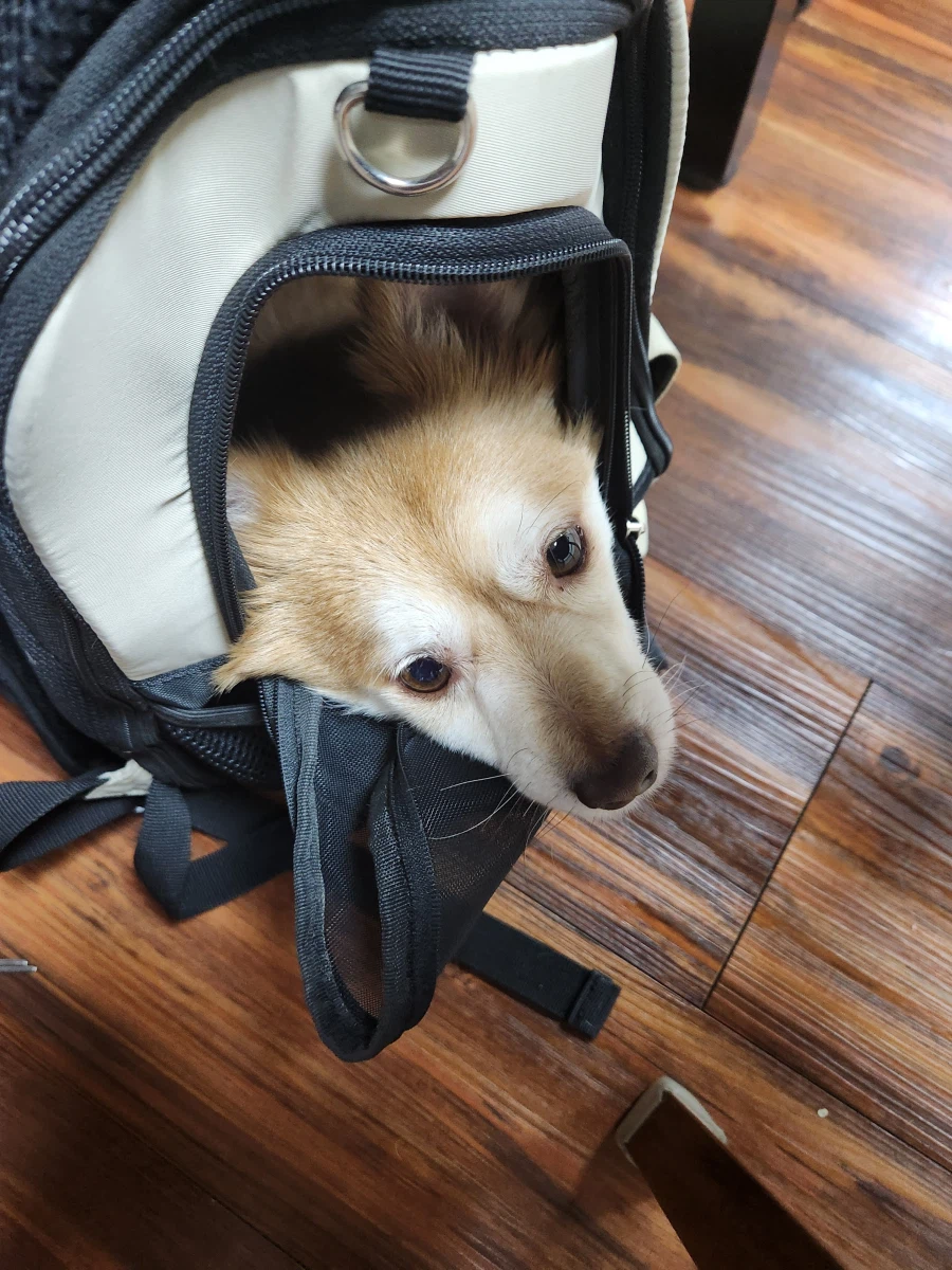 학교 가기 싫다고 했다가 엄마한테 혼났다