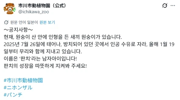 현재 일본 동물원에서 최고 흥행 중인 새끼 원숭이_8.webp