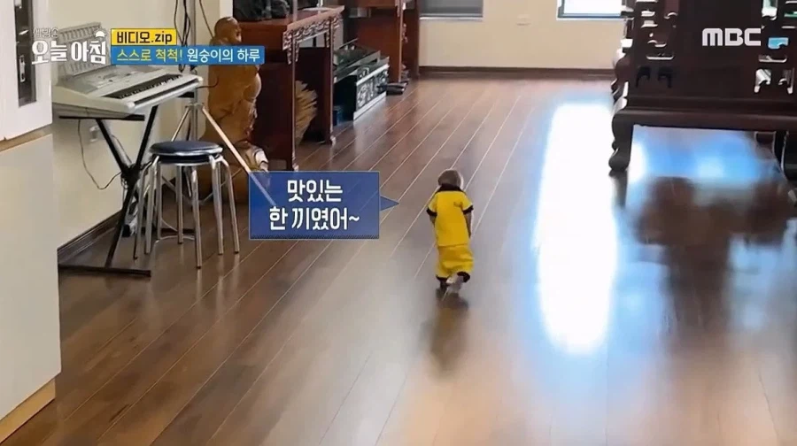 상위 1% 원숭이_23.webp