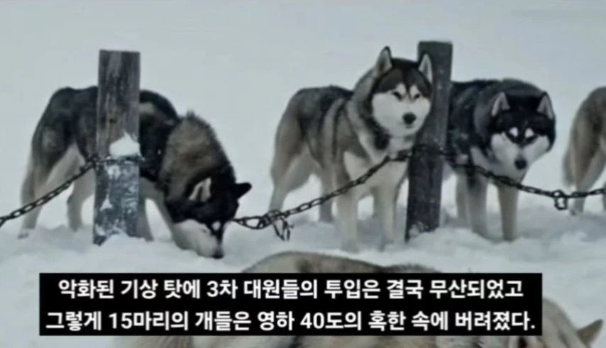 일본이 남극에 버리고간 15마리의 개들_7.webp