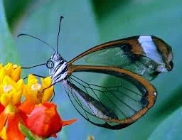 진화론 vs 창조설이 허수아비 때리기인 이유_5.webp