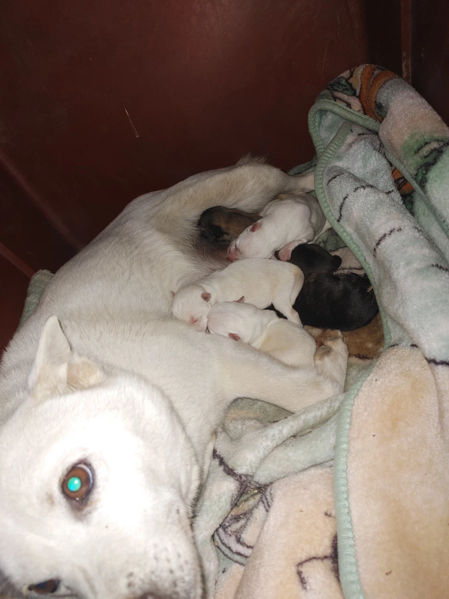 우리집 마당개가 출산함.jpg_3.webp