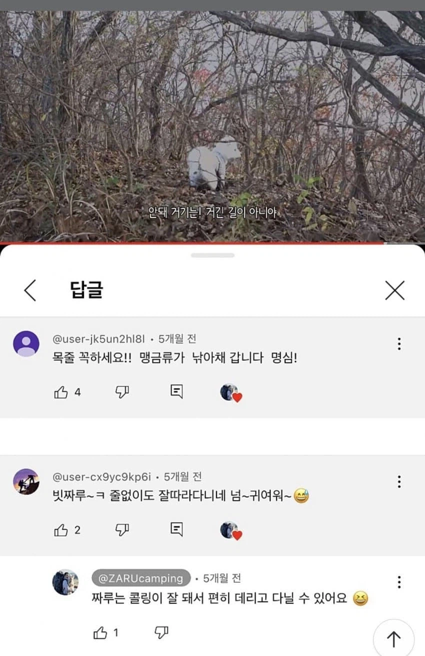 애완견 캠핑 유튜버 논란 ㄷㄷㄷㄷ