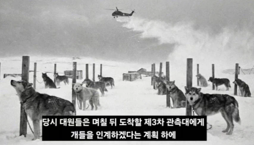 일본이 남극에 버리고간 15마리의 개들_5.webp