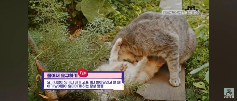 고양이가 집사를 