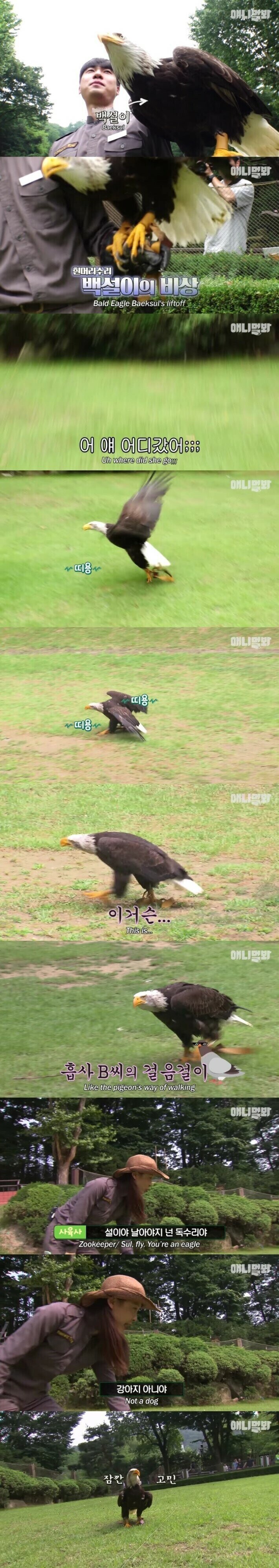 미국인들에게 인기가 많다는 동물농장 에피소드_1.jpg