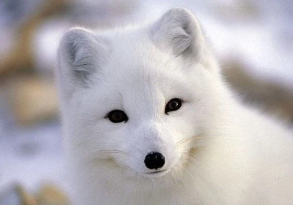 정떡 풀려고 북으로 가는데_3.webp