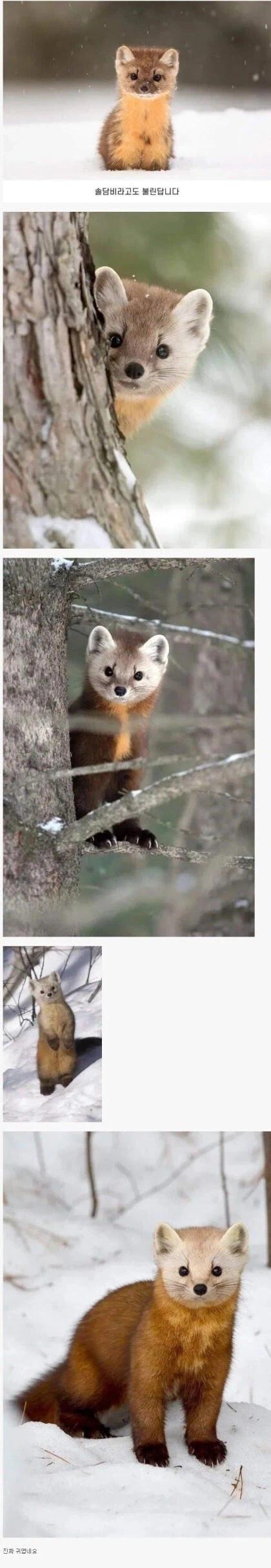 완전 귀여운 소나무 담비