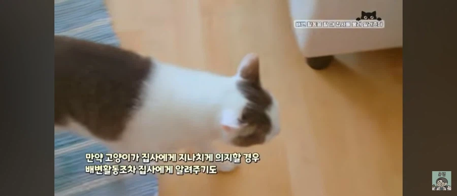 고양이가 집사를 