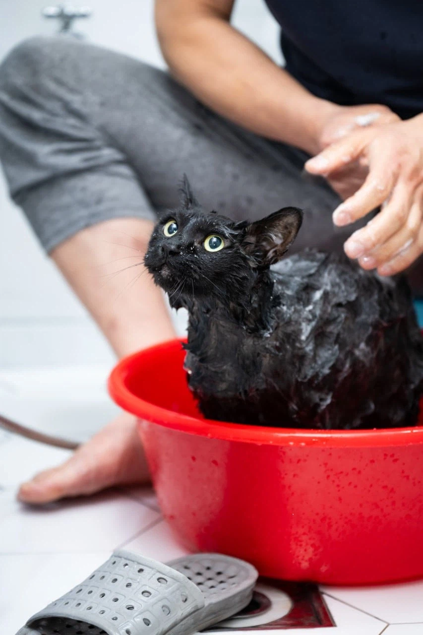 똥괭아 너 인물났다 어디 가지마라!_5.webp