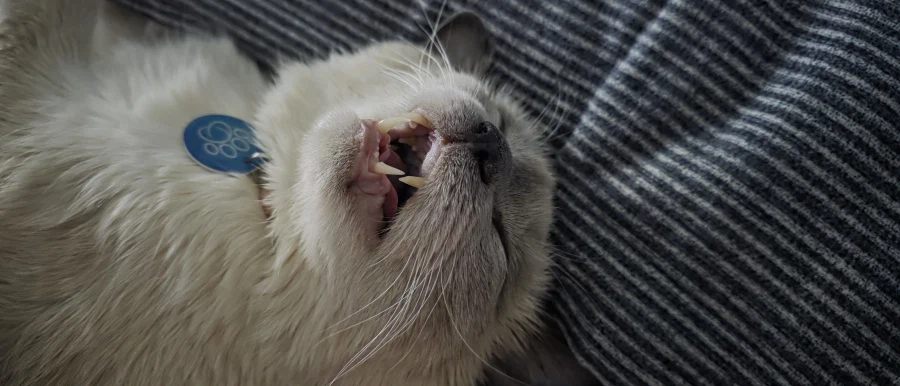 고양이가 집사를 