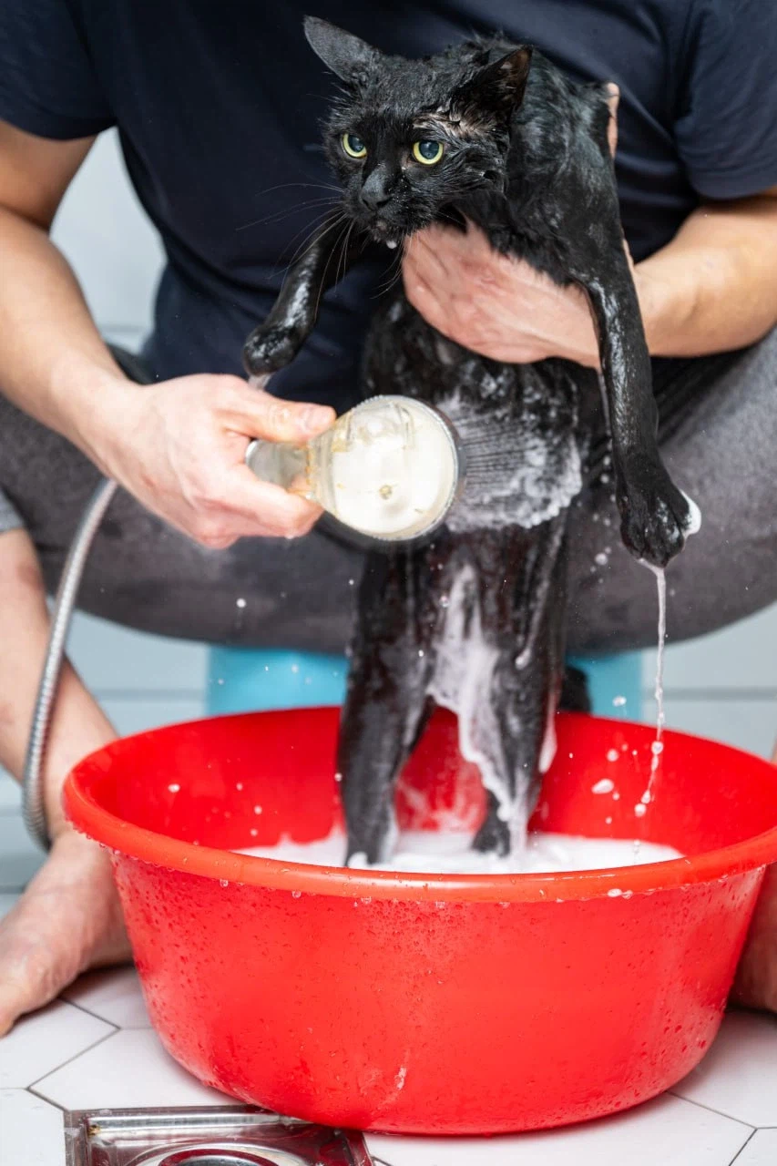 똥괭아 너 인물났다 어디 가지마라!_4.webp