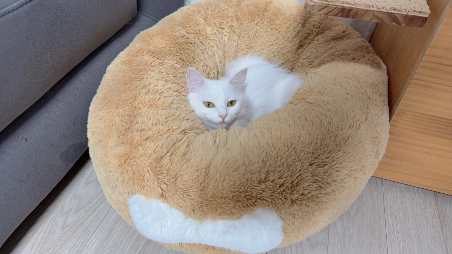 현시각 우리집 고양이 근황_7.webp