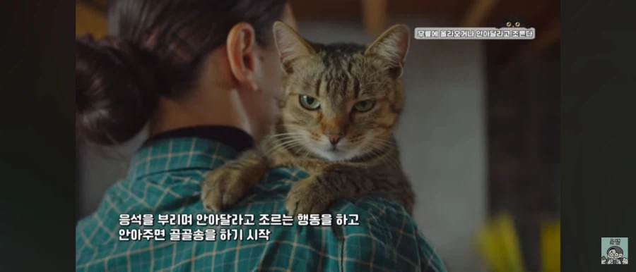 고양이가 집사를 
