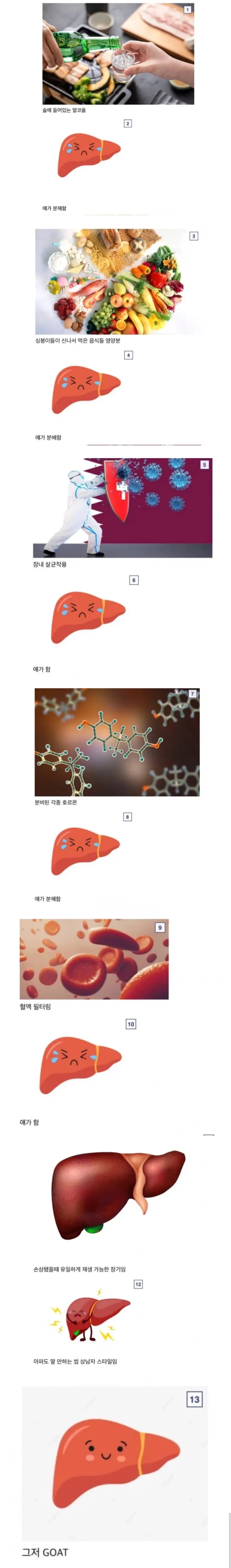 간이 개쩌는 장기인 이유_1.webp