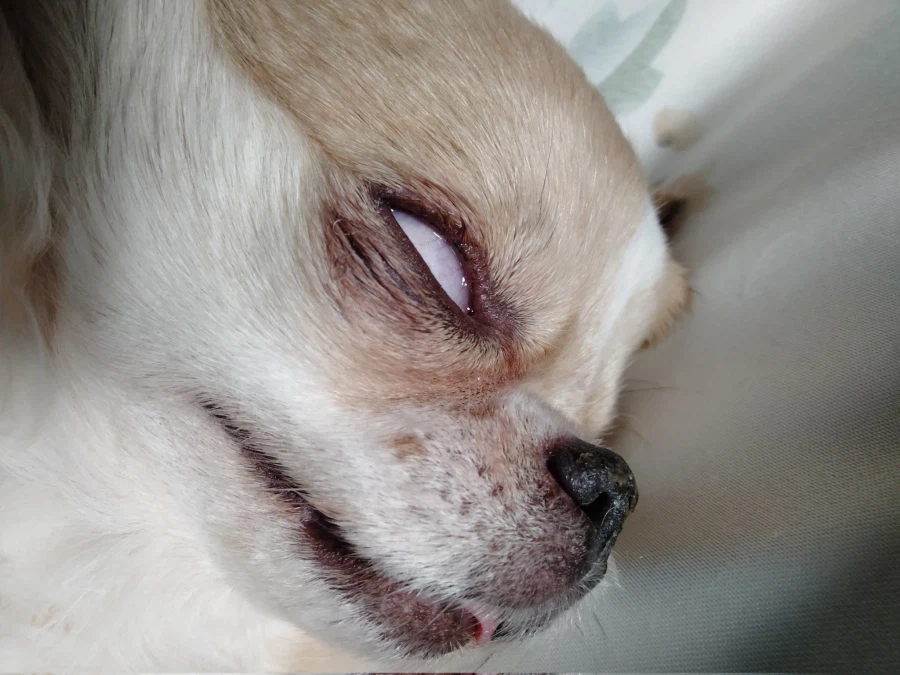 잠든 치와와의 특징_2.webp