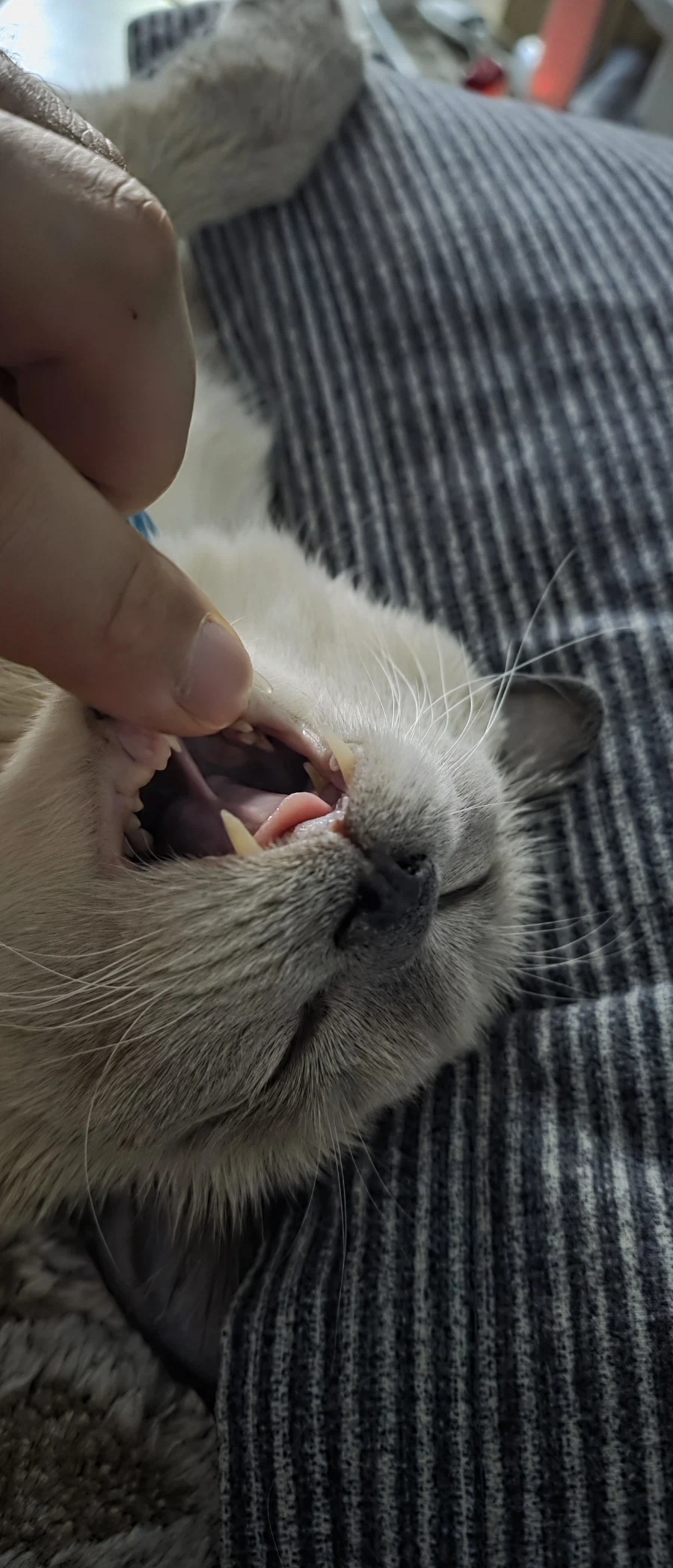 고양이가 집사를 