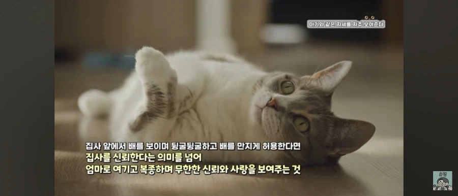 고양이가 집사를 