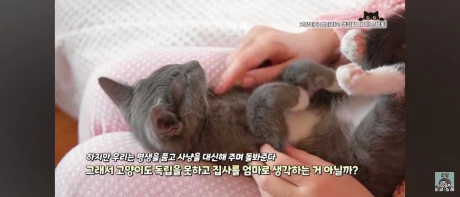 고양이가 집사를 