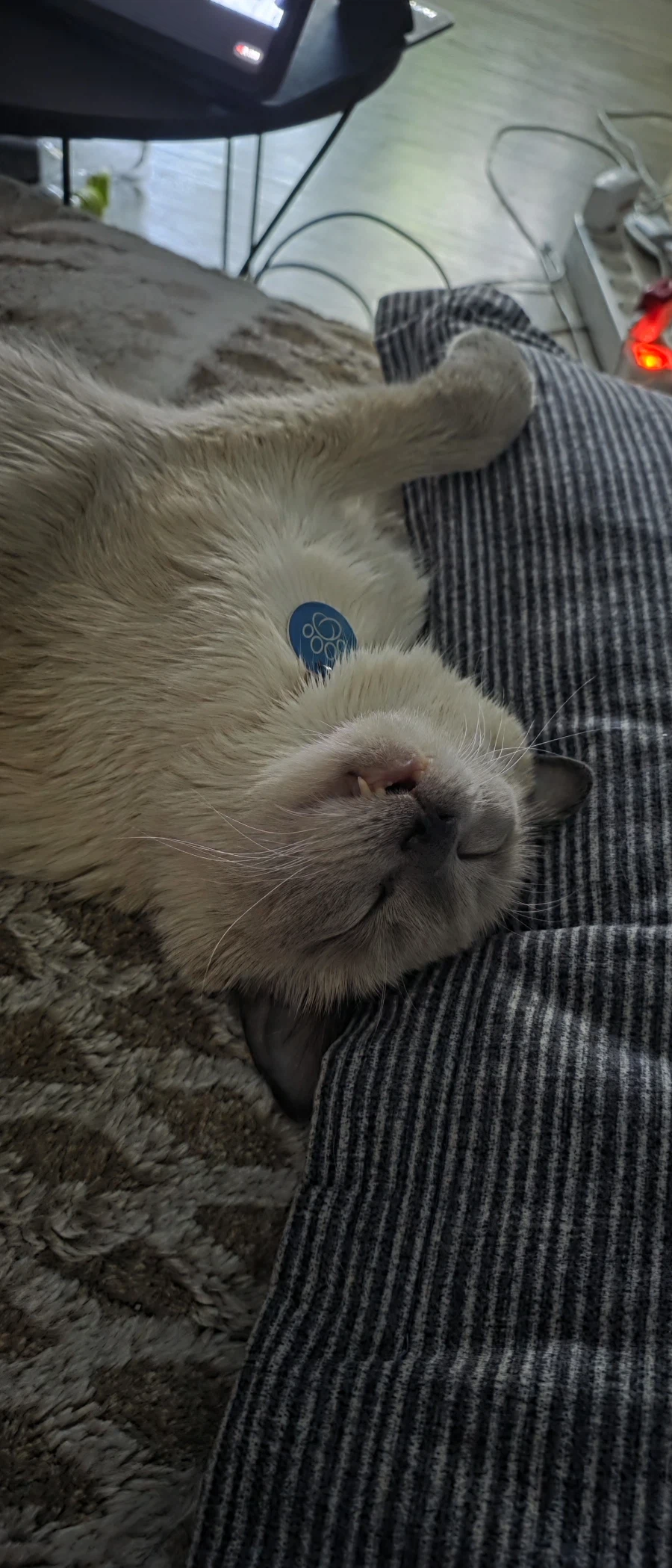 고양이가 집사를 