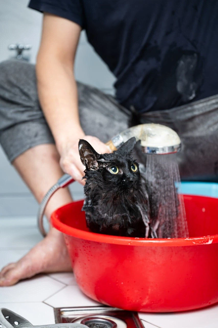 똥괭아 너 인물났다 어디 가지마라!_10.webp