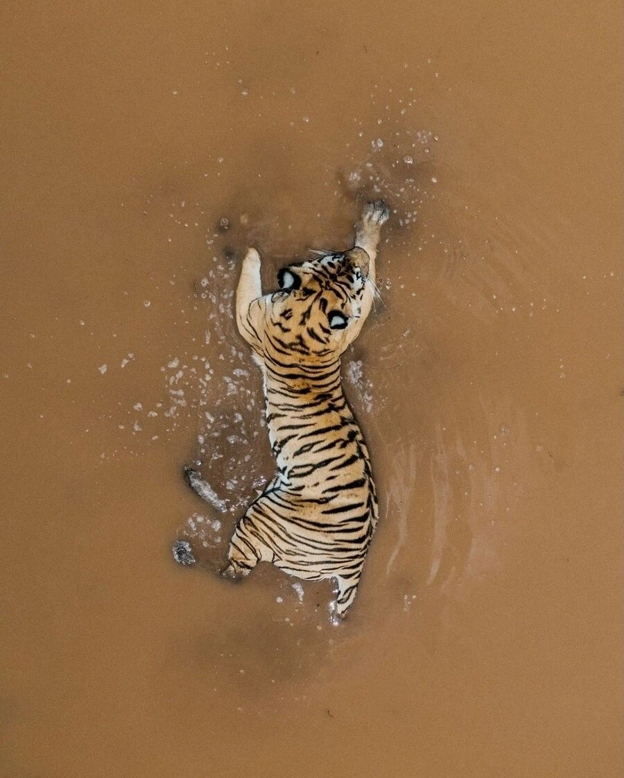 대한민국 지도가 호랑이로 묘사되는 이유_1.webp