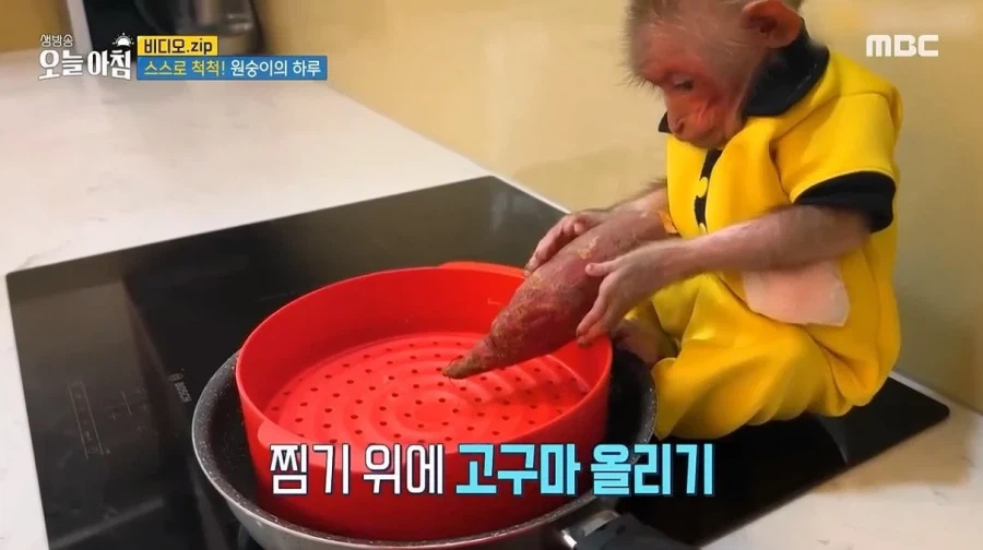 상위 1% 원숭이_15.webp