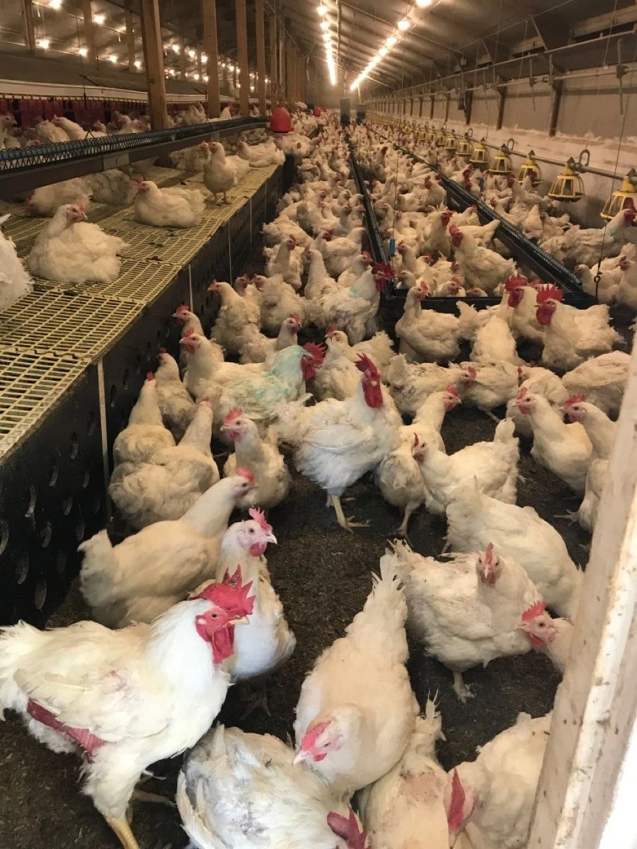 브라질산 순살 닭고기 닭 생김새.jpg_2.webp